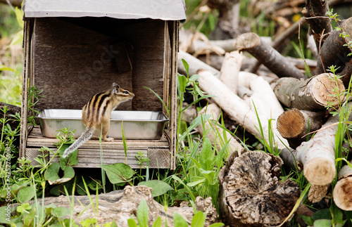 屋外で飼育されているシマリスの後ろ姿の画像