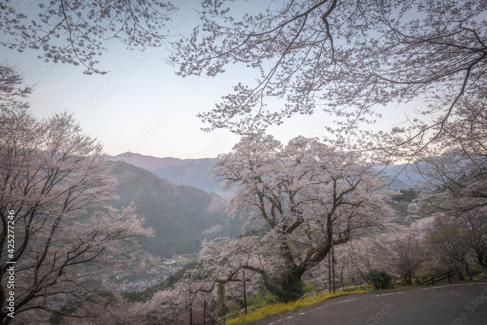 高知県 ひょうたん桜