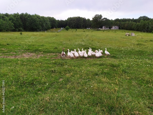 sheep in the field