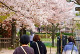 コロナ禍の中、散り始めた桜をマスクを着けて静かに花見をする人々の日本風景
