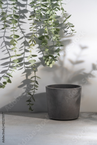 Home plant in gray concrete pot over white background with bright shadows and sunlight Scandinavian hipster home decoration.