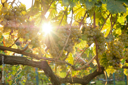Bunches of white grapes in the rays of the setting sun. Grape harvest for wine. Front view.