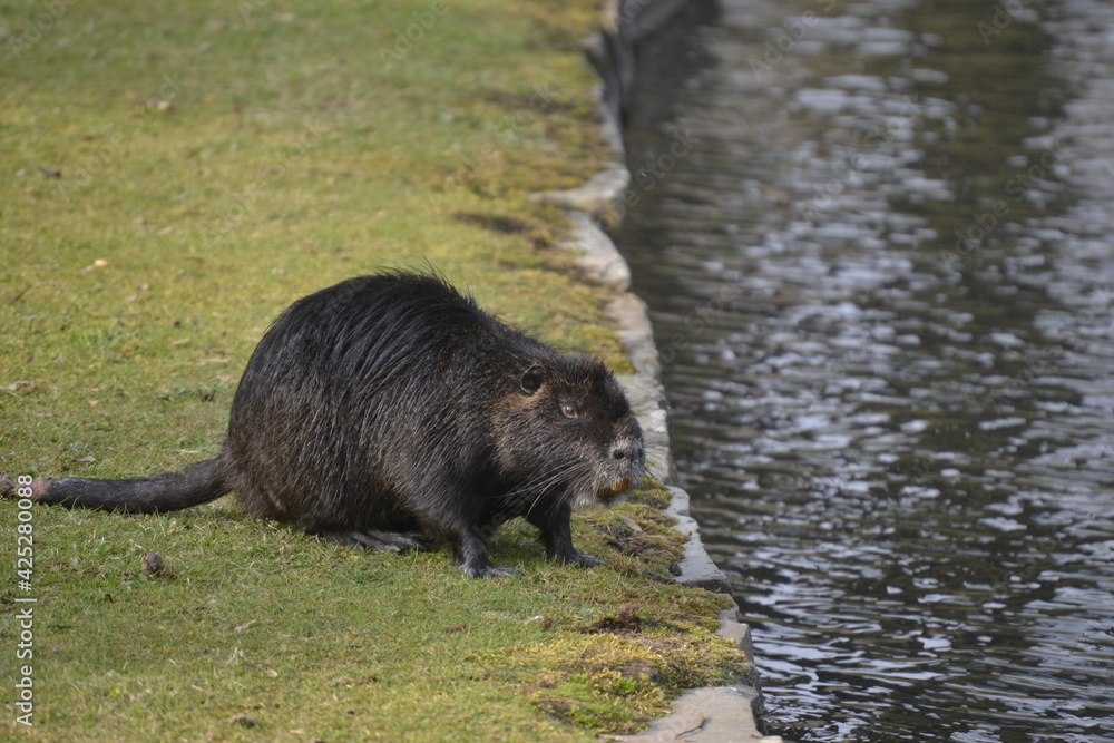 The beavers that are also looking for food. The beavers that are also looking for food.