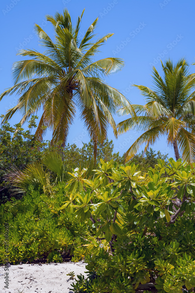 Obraz premium Tropical Green