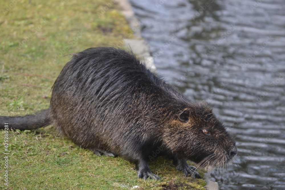 The beavers that are also looking for food. The beavers that are also looking for food.