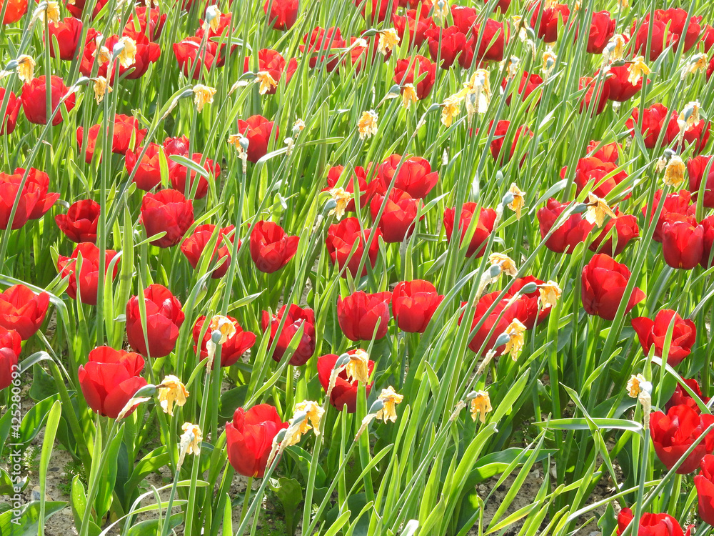 Fototapeta premium Red tulips in the garden