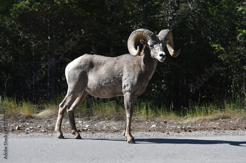 Bighorn sheep