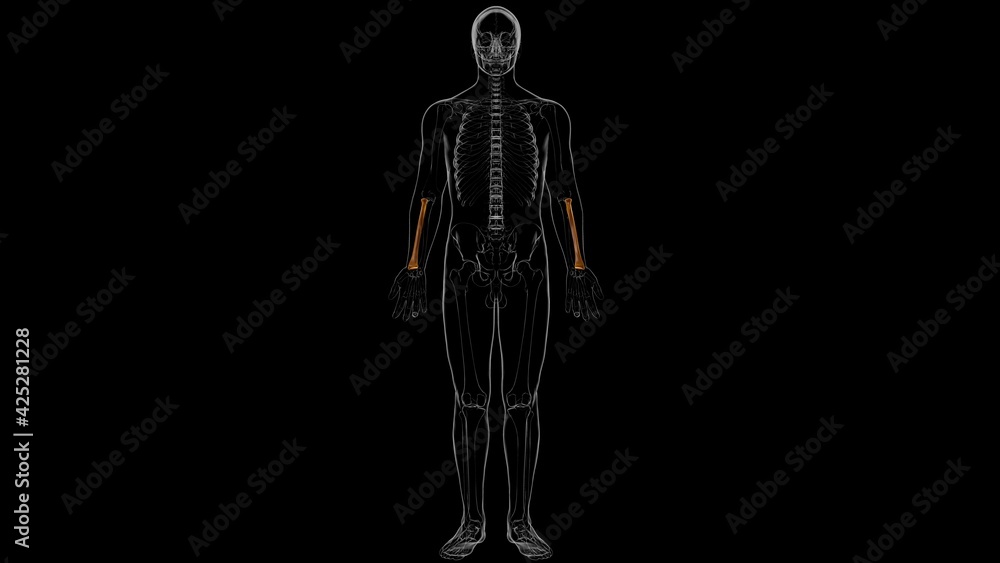 Human skeleton anatomy Radius Bone 3D Rendering Human skeleton anatomy Radius Bone 3D Rendering