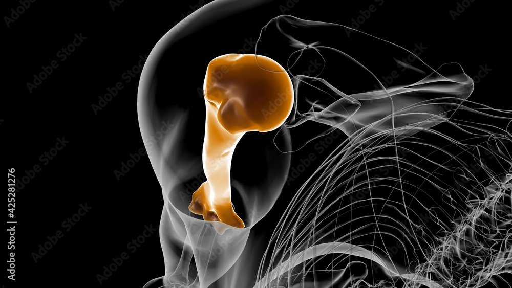 Human skeleton anatomy Humerus Bone 3D Rendering Stock Illustration