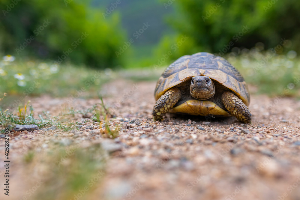 The Land turtle in its natural environment. A wild animal of Greece. The  Hermanns tortoise. Stock Photo | Adobe Stock