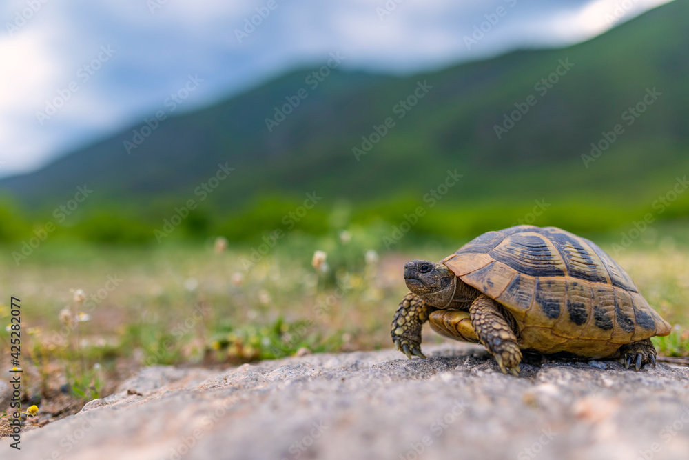 The Land turtle in its natural environment. A wild animal of Greece. The Hermanns tortoise. The Land turtle in its natural environment. A wild animal of Greece. The Hermanns tortoise.