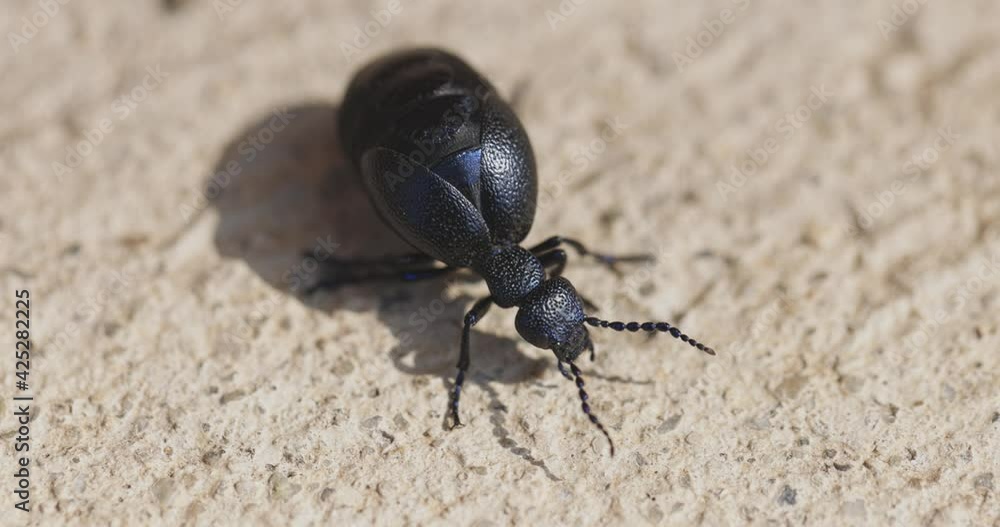 Big black beetle walking on the ground Big black beetle walking on the ground