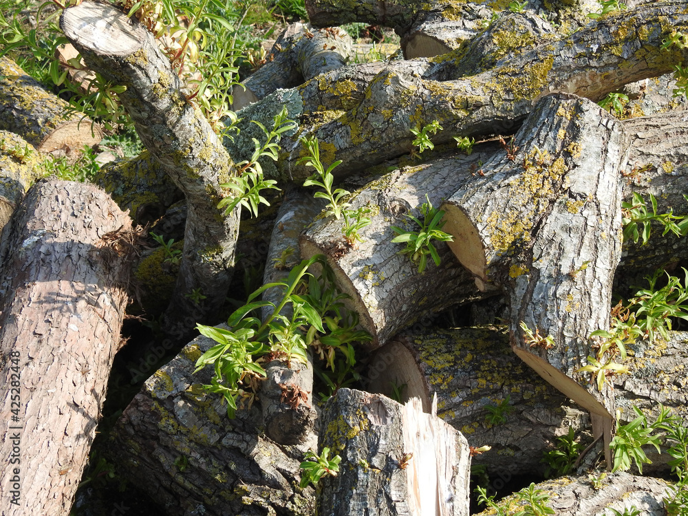 Pieces of cut tree trunks lying on the stack