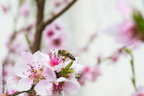 Awakening of spring. Pink cherry blossom and bee in spring.