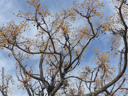 Melia azedarach tree
