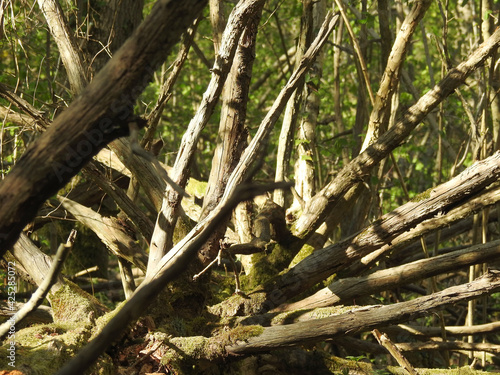 Horizontal trunk in a forest with long branches