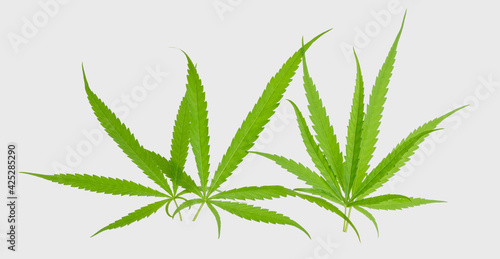 Fresh cannabis Marijuana green leaf isolated on white background with clipping path