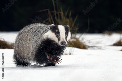 Running badger on a snowy meadow.