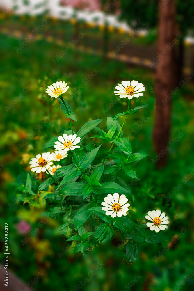 Echinacea flowers of various colors