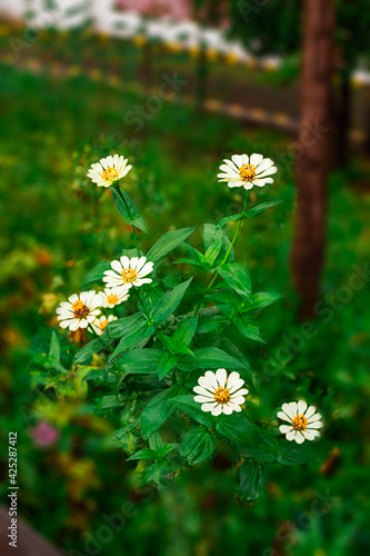 Obraz na płótnie Echinacea flowers of various colors w salonie