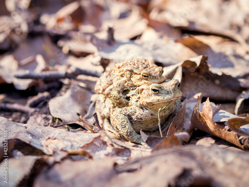 Frogs copulating among leaves in the forest