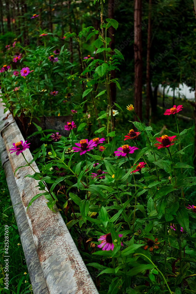 Echinacea flowers of various colors