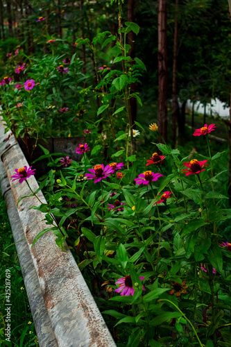 Obraz na płótnie Echinacea flowers of various colors w salonie
