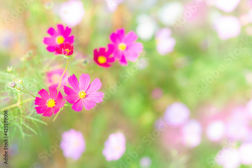 コスモスの花 © miiko