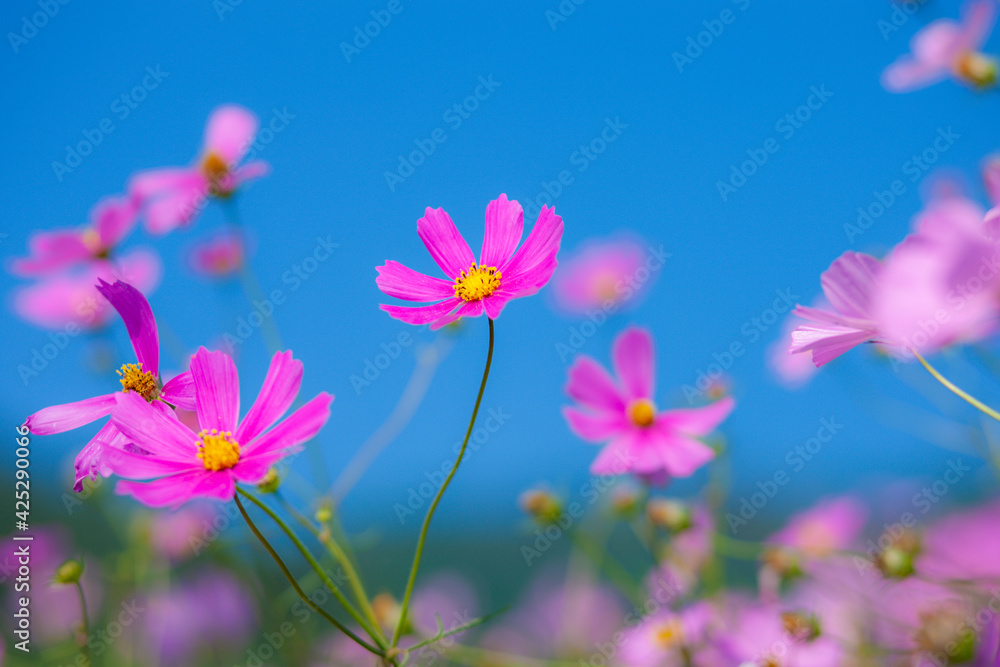 コスモスの花と青空 コスモスの花と青空