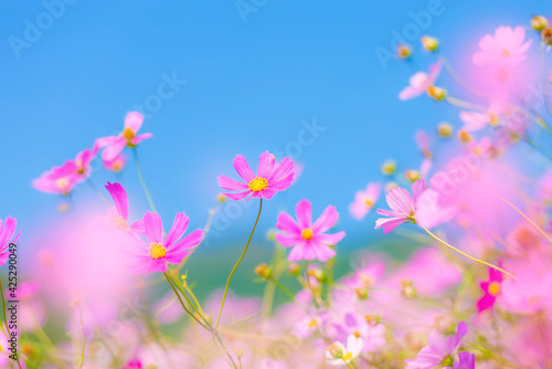 コスモスの花と青空 © miiko