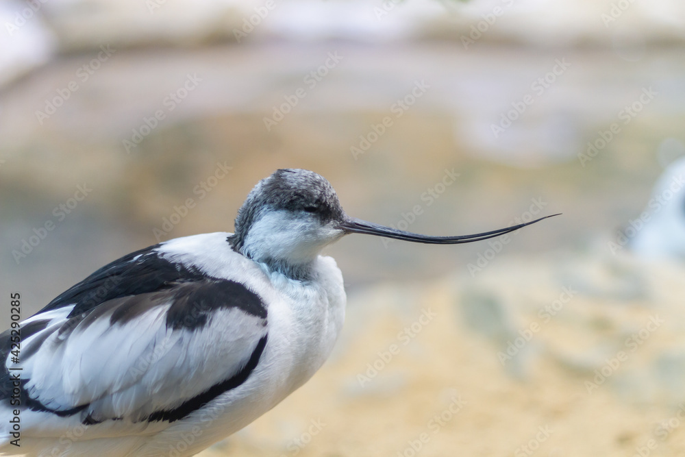 Bird sandpiper shiloklyuvka with a thin long curved beak for straining silt close up Bird sandpiper shiloklyuvka with a thin long curved beak for straining silt close up