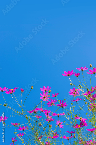 コスモスの花と青空 © miiko