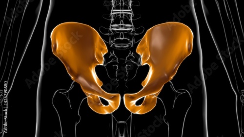 Human Skeleton Hip or Pelvic bone Anatomy For Medical Concept 3D