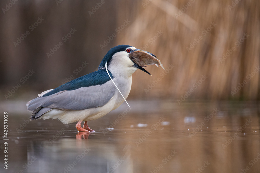 Obraz premium Black crowned night heron eating a big fish on a lake. 