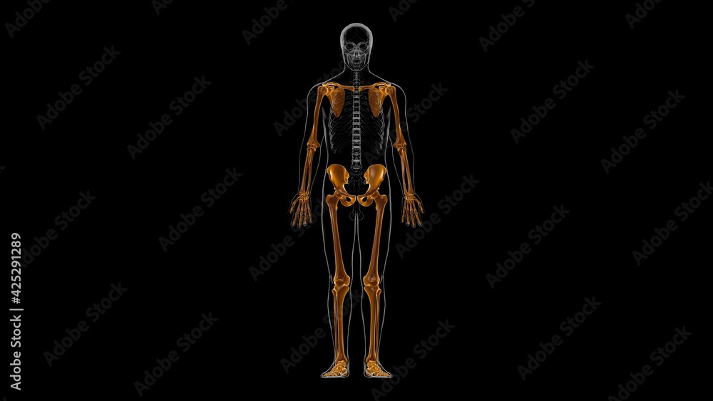 Human Skeleton Appendicular Skeleton Anatomy 3D Stock Illustration ... Biology Diagrams