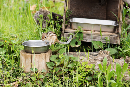 屋外で飼育されているシマリスの画像