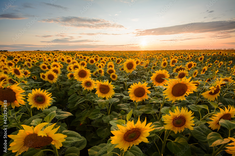 Fine yellow sunflowers under colorful sky during sunset. Picturesque summer landscape in the countryside.