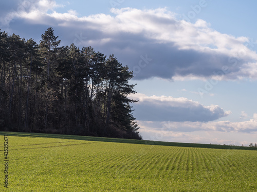 Wald Landschaft