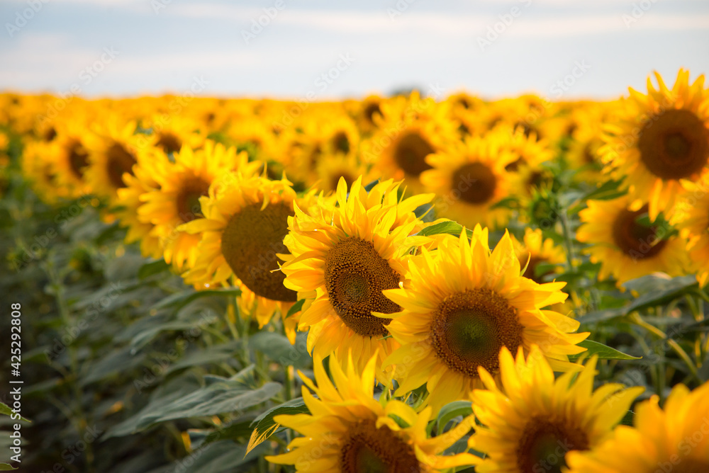 Fototapeta premium Bright yellow sunflowers in summer. Beauty of golden flowers under the sun rays on the afternoon.