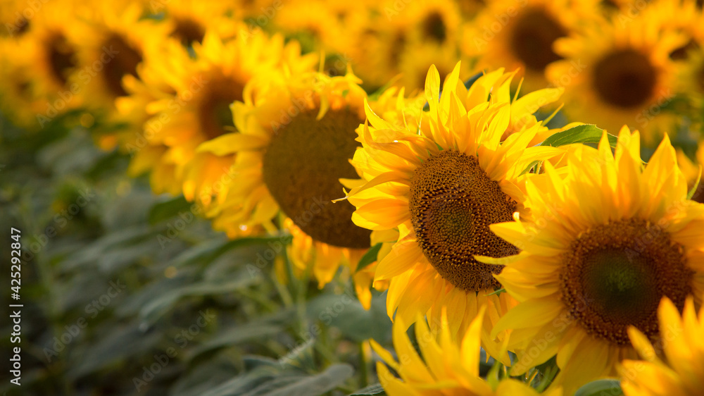 Rows of beautiful golden sunflowers, lightened by the sun. Summer picture of agricultural, cultivation concept. Rows of beautiful golden sunflowers, lightened by the sun. Summer picture of agricultural, cultivation concept.