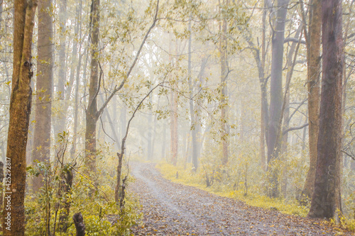 Path in the middle of the forest