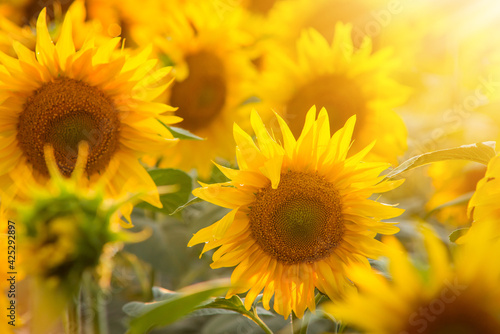 Warm bright sunlight on gorgeous yellow sunflowers in bloom on a summer day. Nature, gardening, beauty.