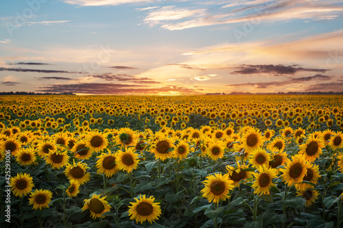 Blooming yellow sunflowers in summer under the evening sky just after the sunset. Haze on the horizon; focus on the sunflowers on the foreground.