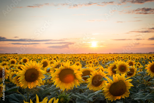 Fototapeta Naklejka Na Ścianę i Meble -  Sunflowers field during rose sunset. Beautiful flowers, sun flare on them, colorful sky, sun low above horizon.