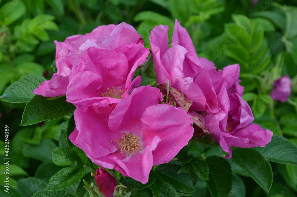 Fototapeta premium wild rose, rose hip