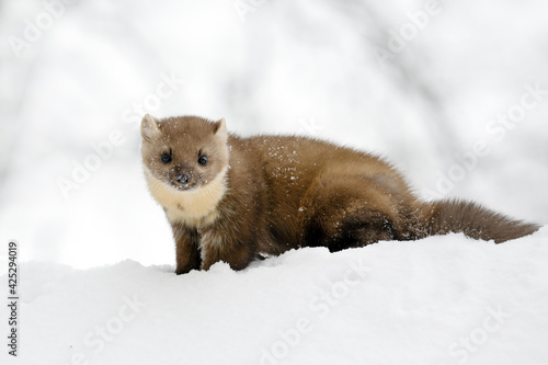 A forest marten plays on a snowy roof.