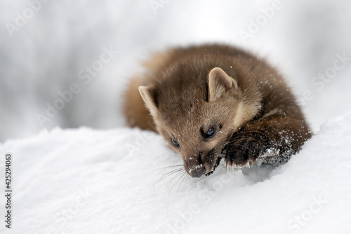 A forest marten plays on a snowy roof. photo