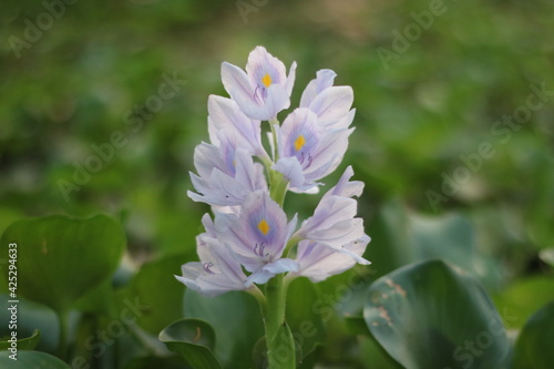 purple and white flower