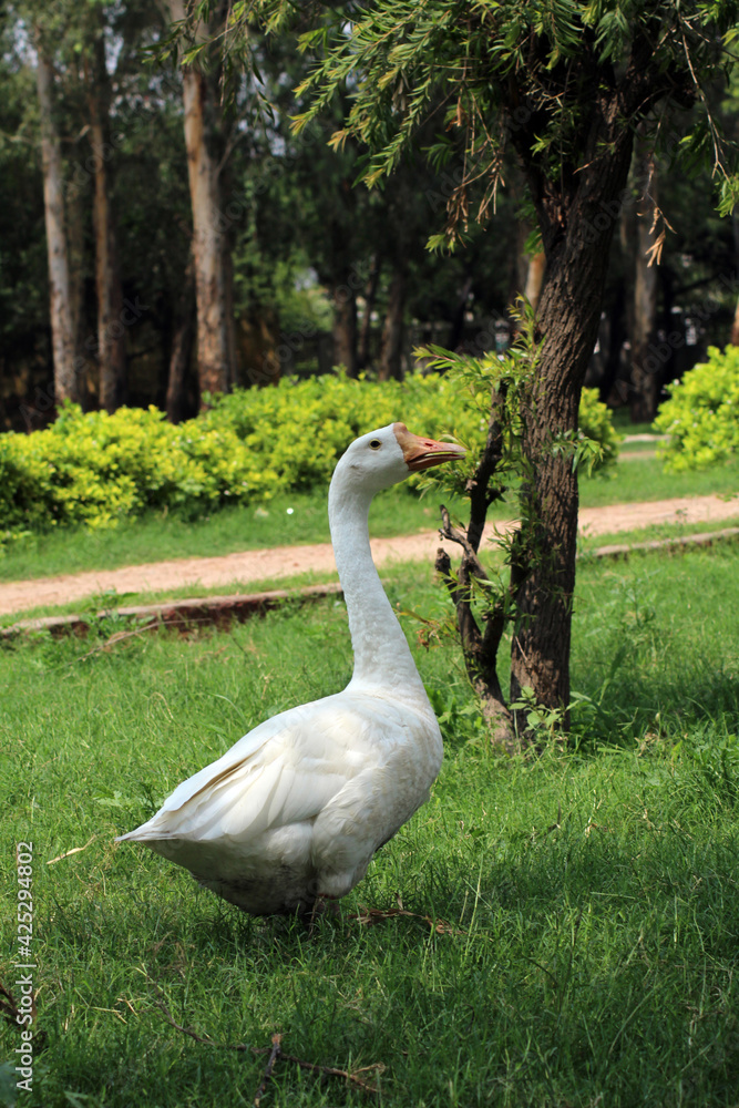 Obraz premium white duck in the park