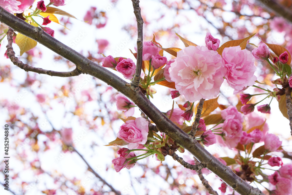 八重咲き桜の紅華